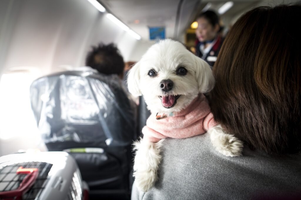 Etihad Airways Pet Policy